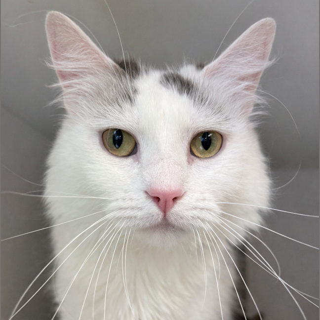 Photo of Snowy
