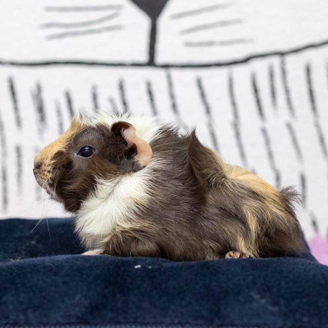 Photo of Onslow Bucket