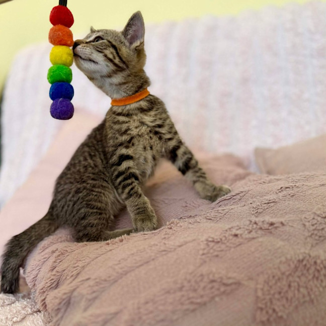 Photo of George   In Foster Care In Croydon