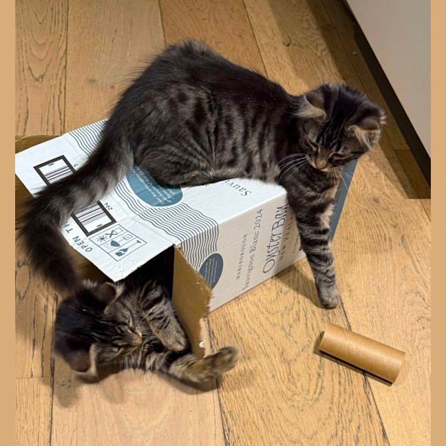 Photo of Lilly & Banjo