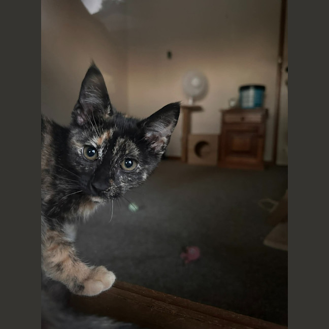 Photo of Diva