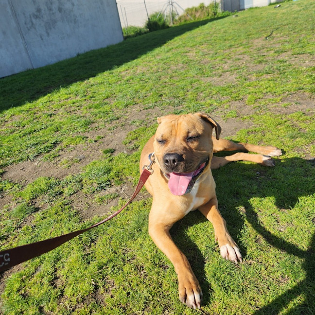 Photo of Pizza (66898)