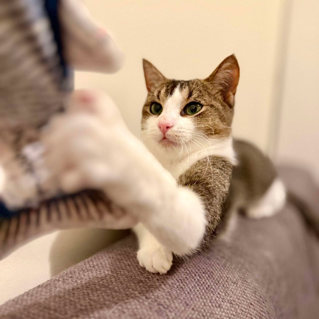 Photo of Cuddles   Located In Rosanna