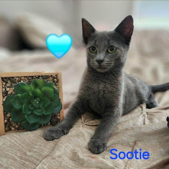 Photo of Sootie