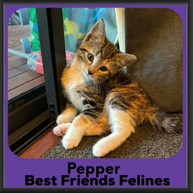 Photo of Pepper