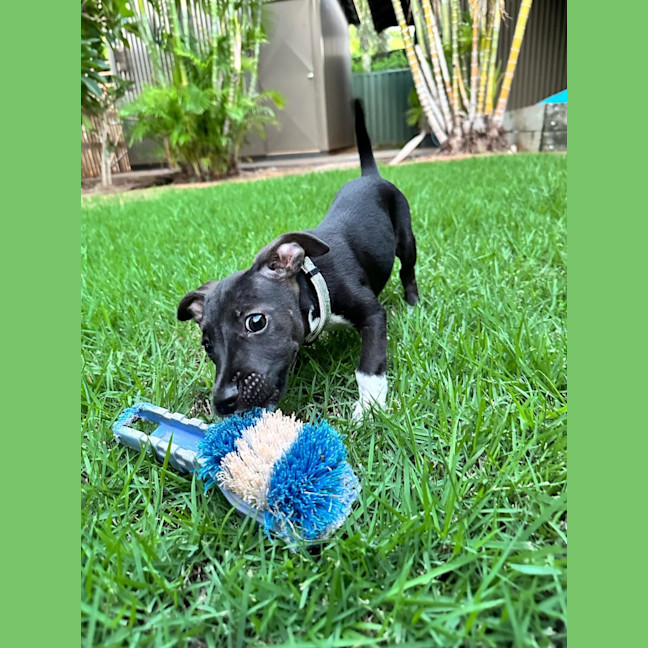 Photo of Zulu