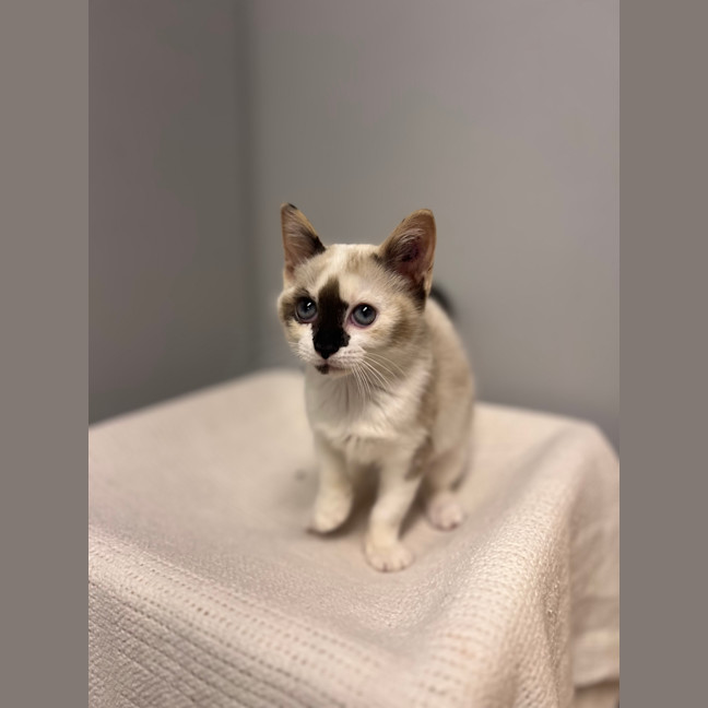 Photo of Lumi