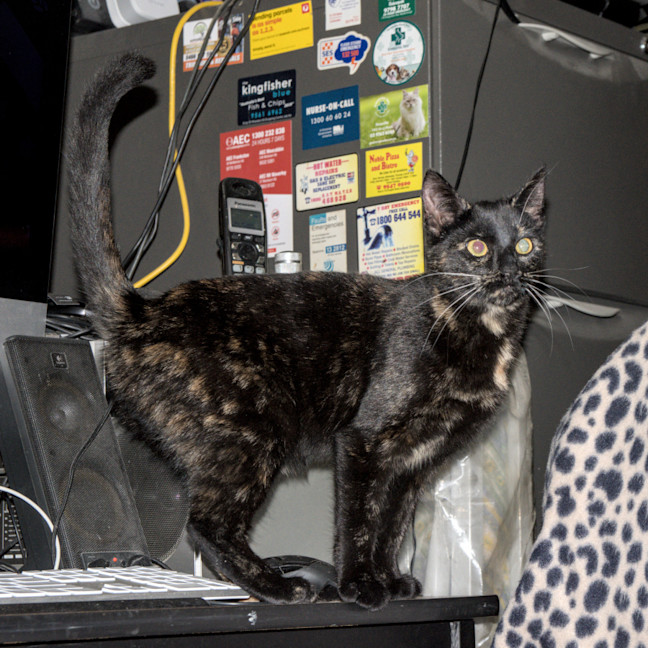 Photo of Freya