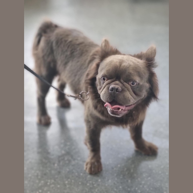 Photo of Simba