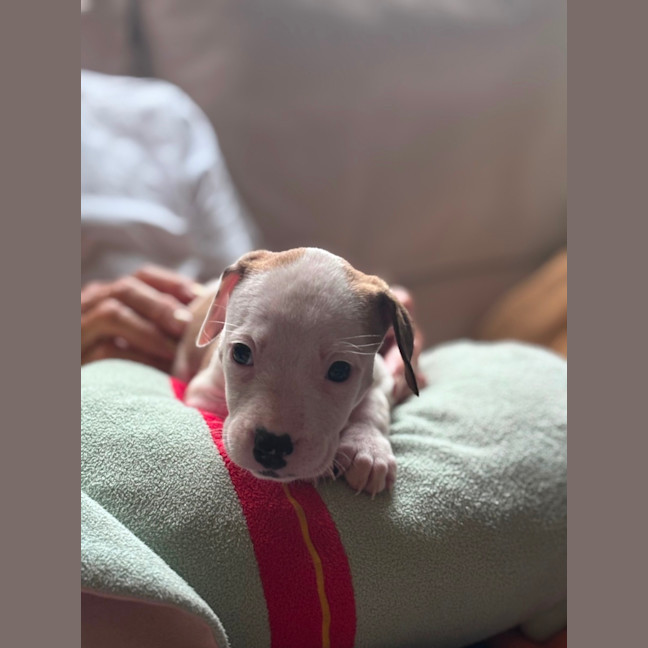Photo of Cookie