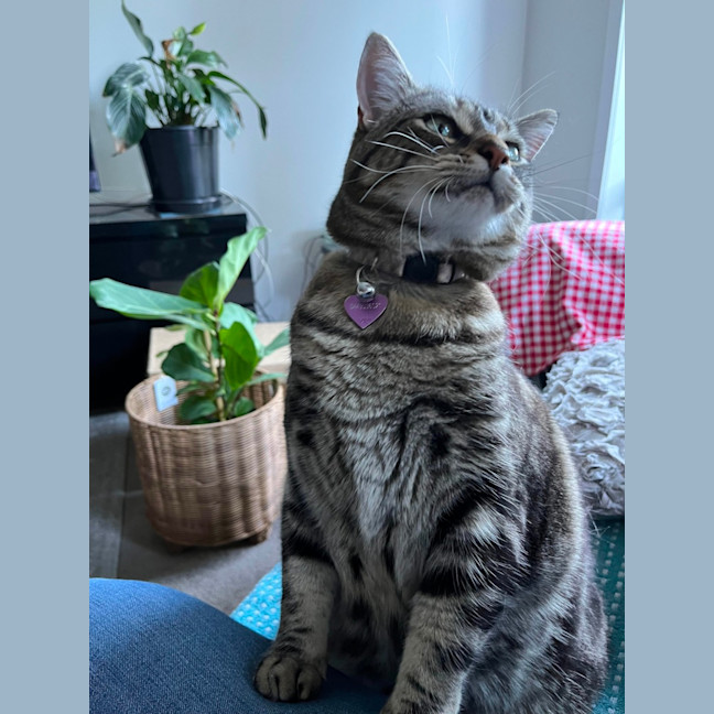 Photo of Tilly The Chunky Tabby 