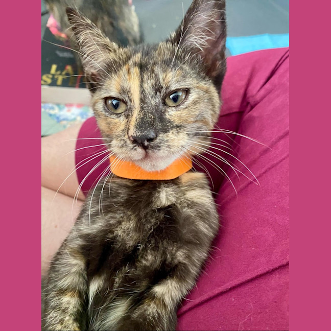 Photo of Silver (K64)