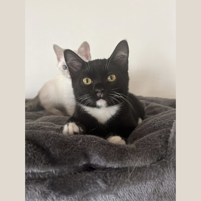 Photo of Nacho Available 19/11/24