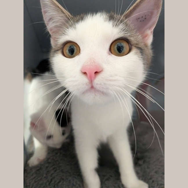 Photo of Sparky