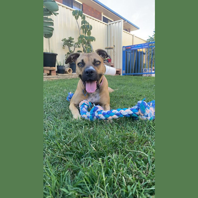 Photo of Bailina Pawsley (Bailey)