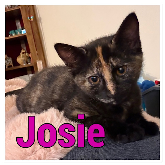 Photo of Josie