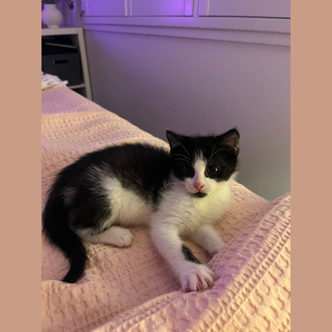 Photo of Oreo