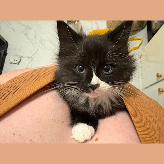 Photo of Fluoxetine Aka Flux