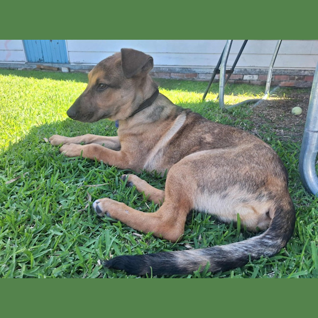 Photo of Gabby   5 Month Old German Shepherd X