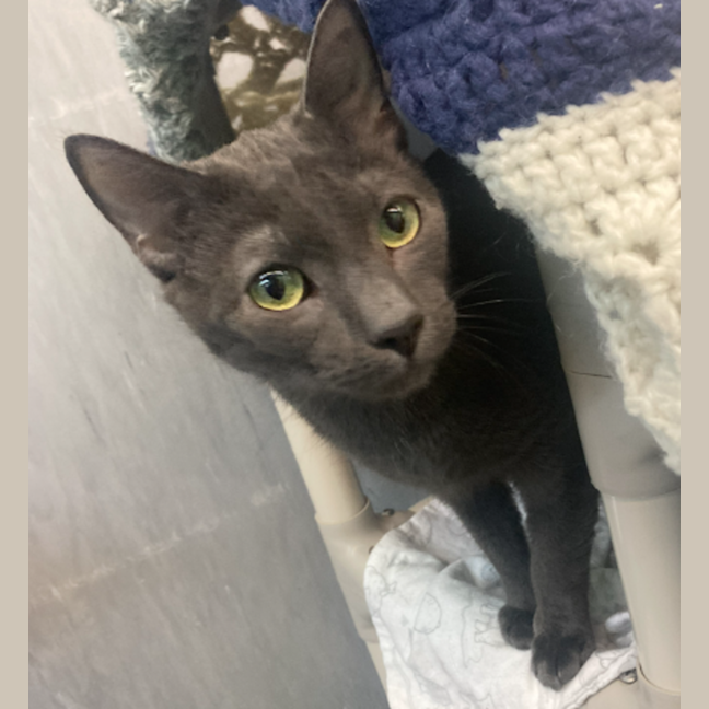 Photo of The Grey Boy