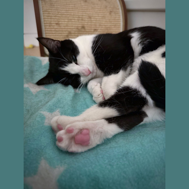 Photo of Amelia & Georgie   In Foster Care In Northcote