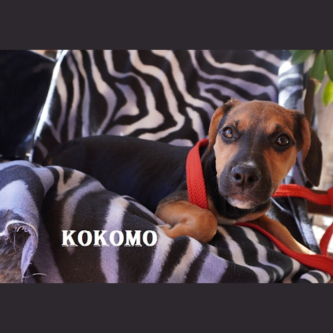 Photo of Kokomo