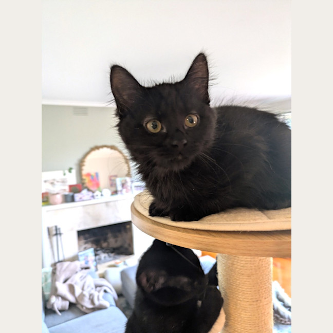 Photo of Lyra