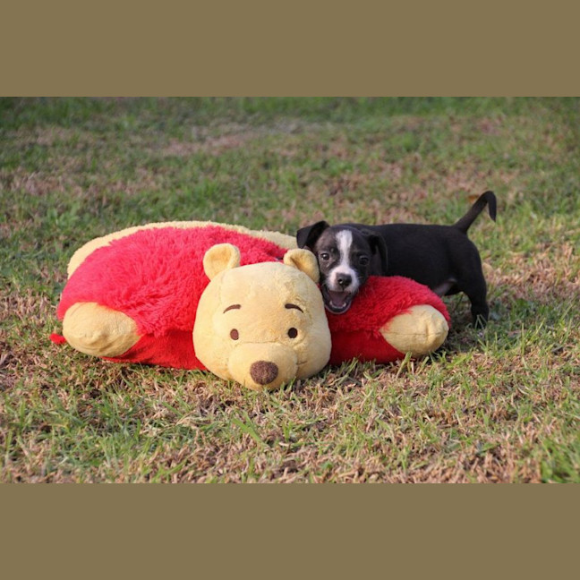 Photo of Chip