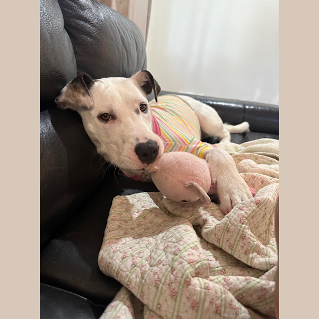 Photo of Scruffy   7 Month Old Wolfhound X