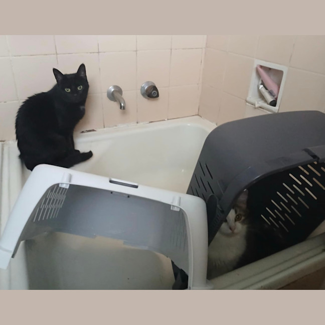 Photo of Drusilla And Spike