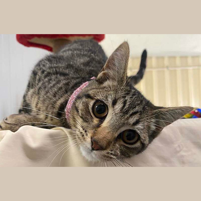 Photo of Tibby