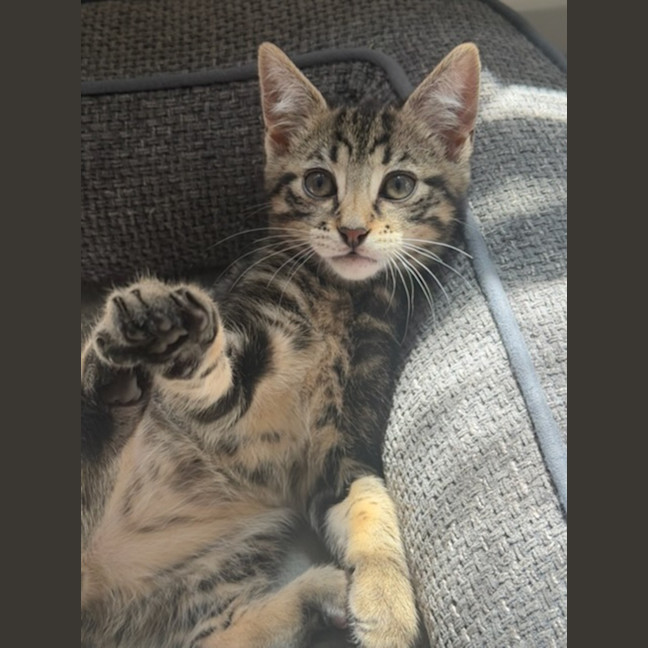 Photo of Fig 🐾