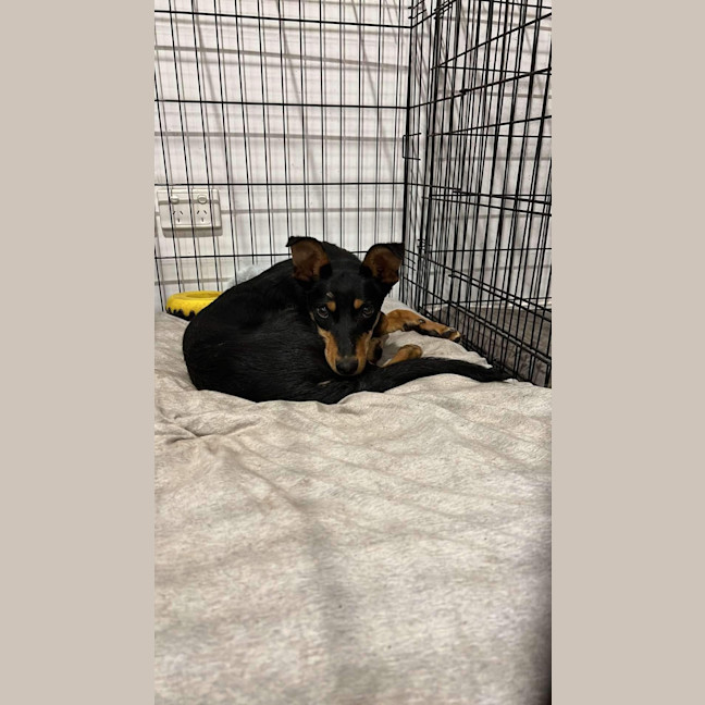 Photo of Toby 