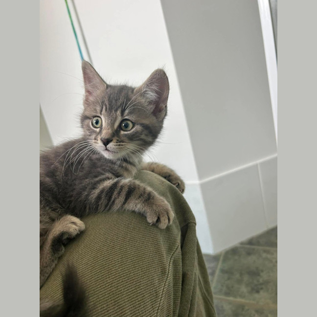 Photo of Miso