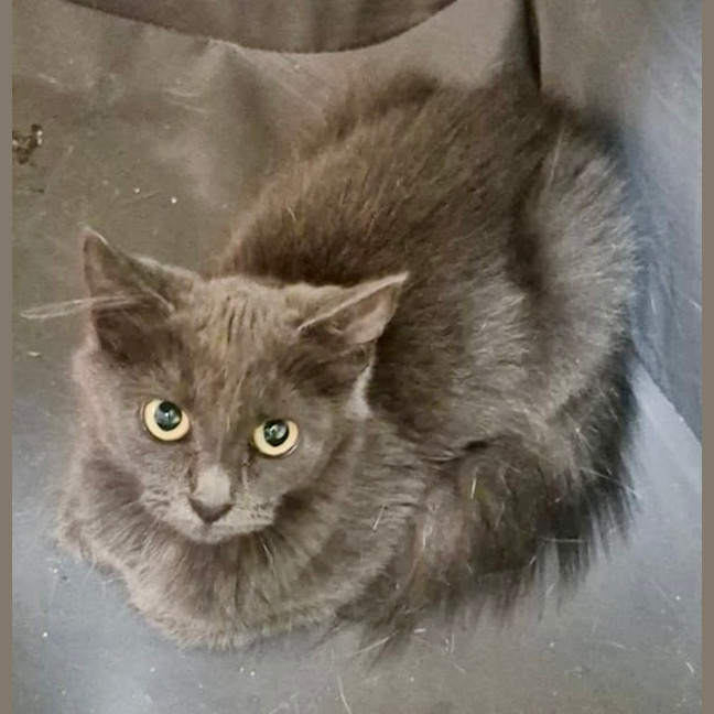Photo of Luna