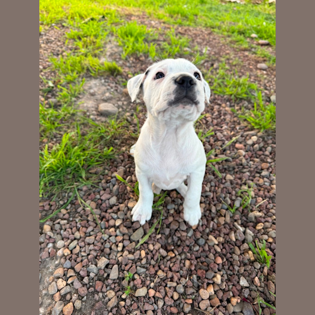 Photo of Tilly