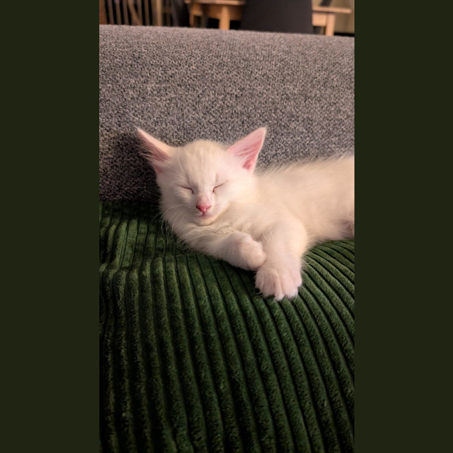 Photo of Sora
