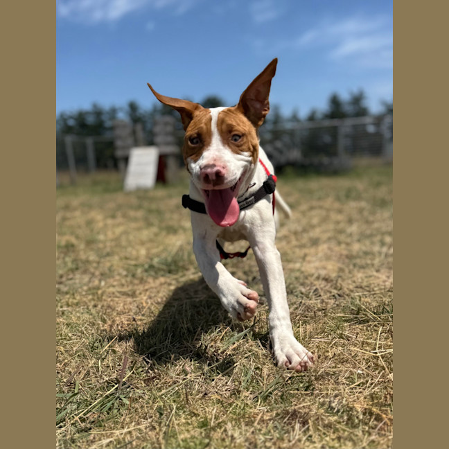 Photo of Bolt