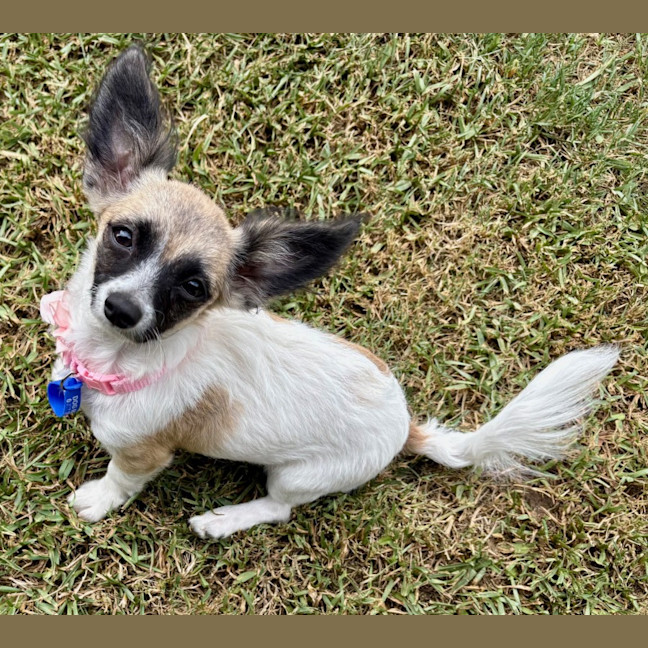 Photo of Meeka   13 Week Old Chihuahua X