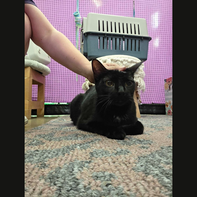 Photo of Purrcival