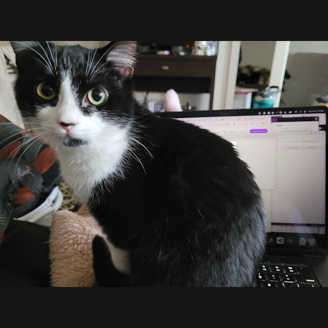 Photo of Barney