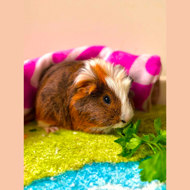 Photo of Chunk