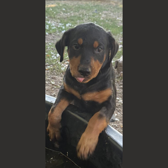 Photo of Frankie Sinatra