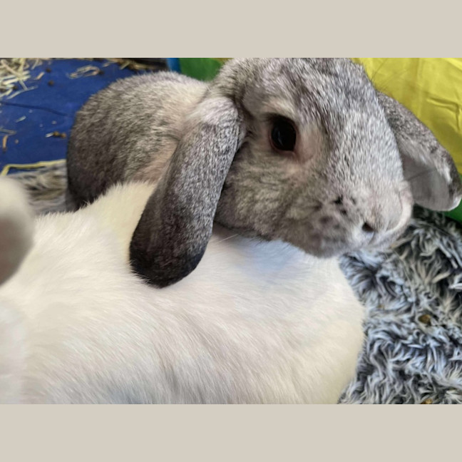 Photo of Marshmallow & Stormy