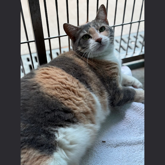Photo of Polly