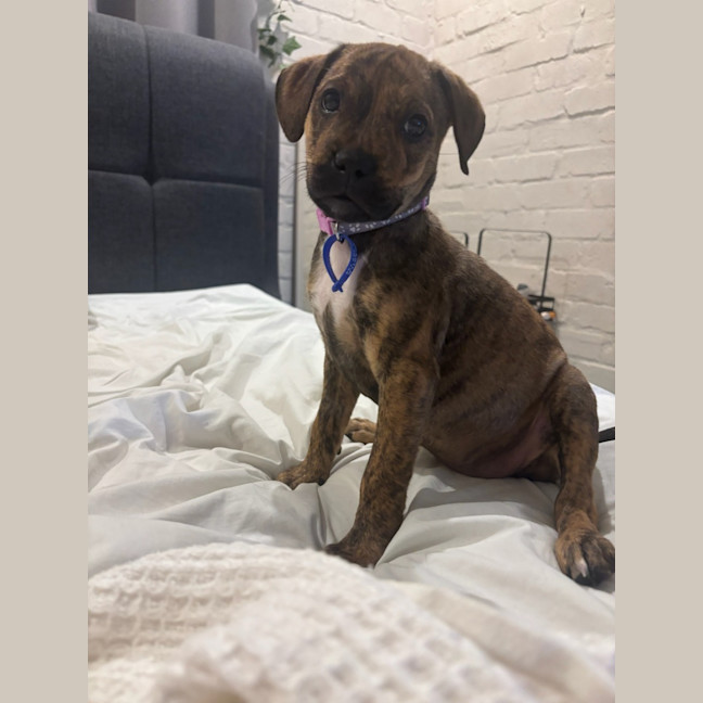 Photo of Poppy   9 Week Old Ridgeback X
