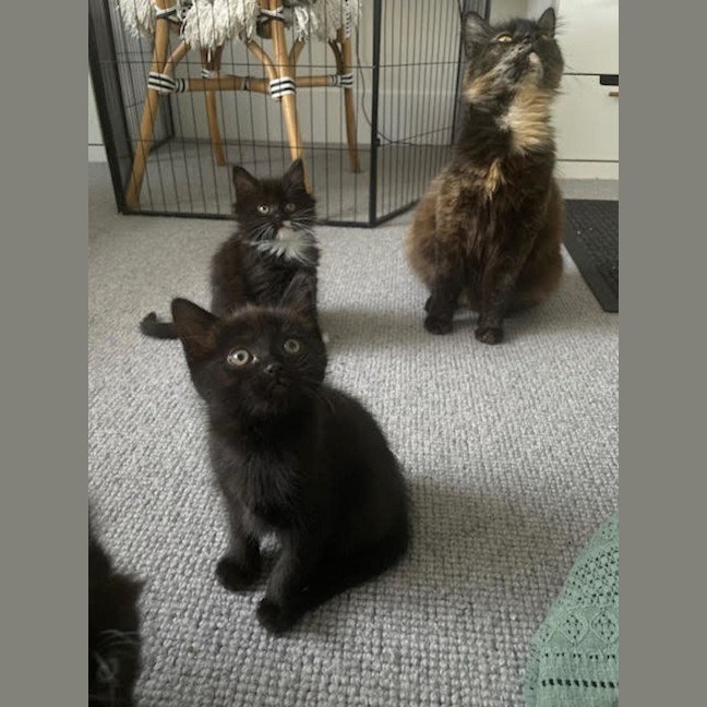 Photo of Pixie Belle