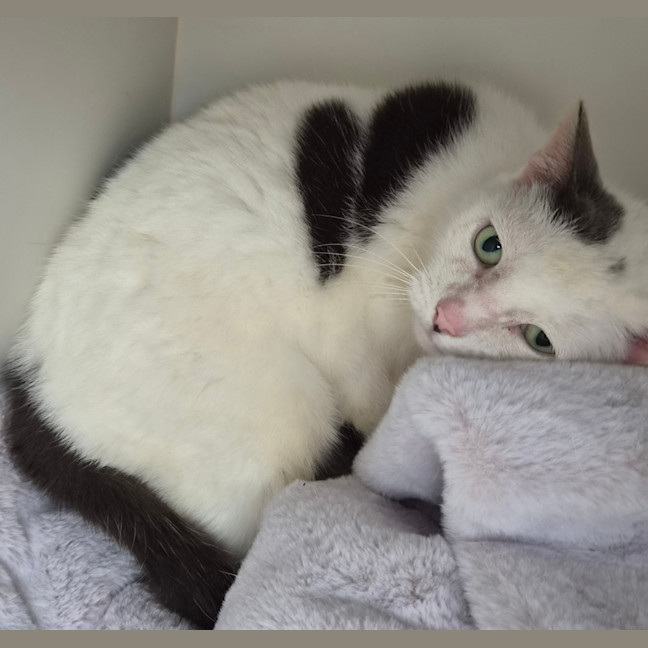 Photo of Pishi