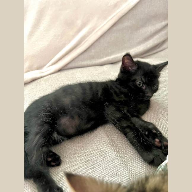 Photo of Burnt Marshmallow (Burni)