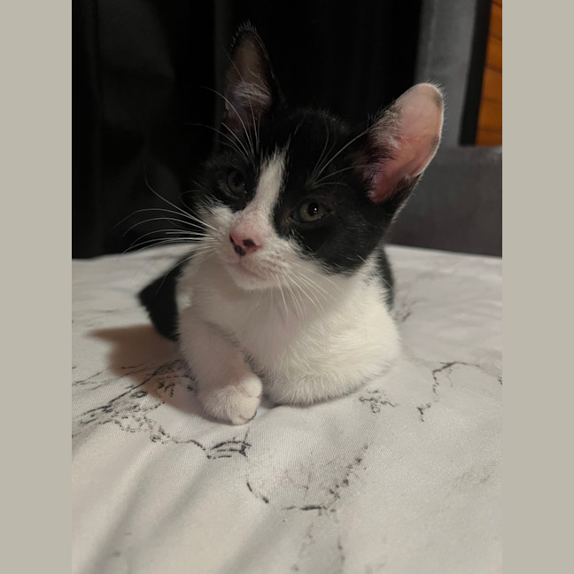Photo of Mochi